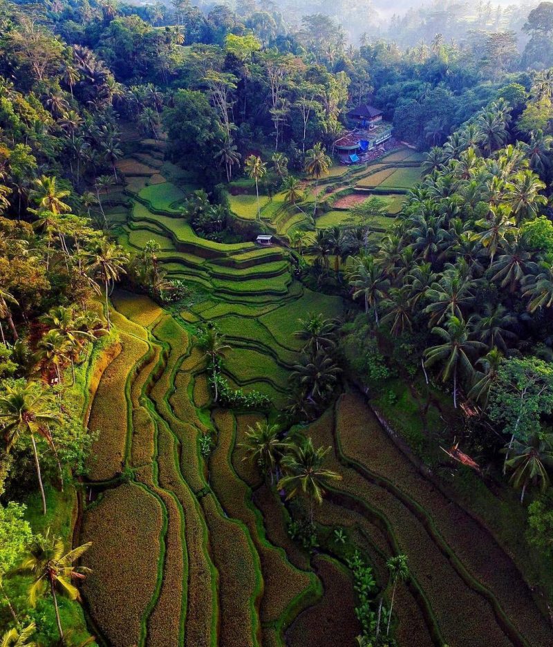 Terrazas de arroz rodeadas de palmeras y vegetación en Bali